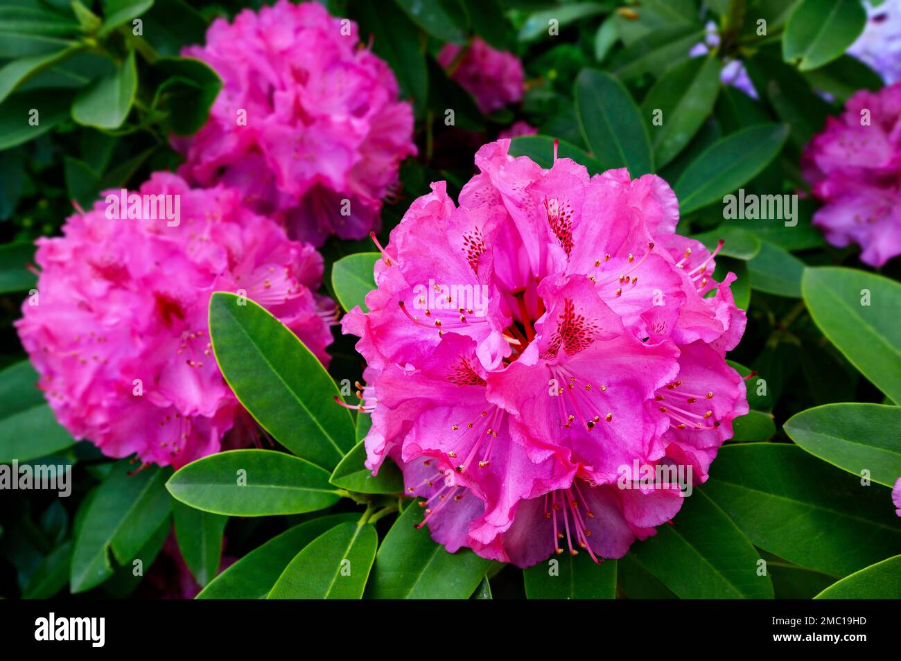 Flowers and leaves, rhododendrons (Rhododendron), Kempten, Allgaeu, Bavaria, Germany Stock Photo