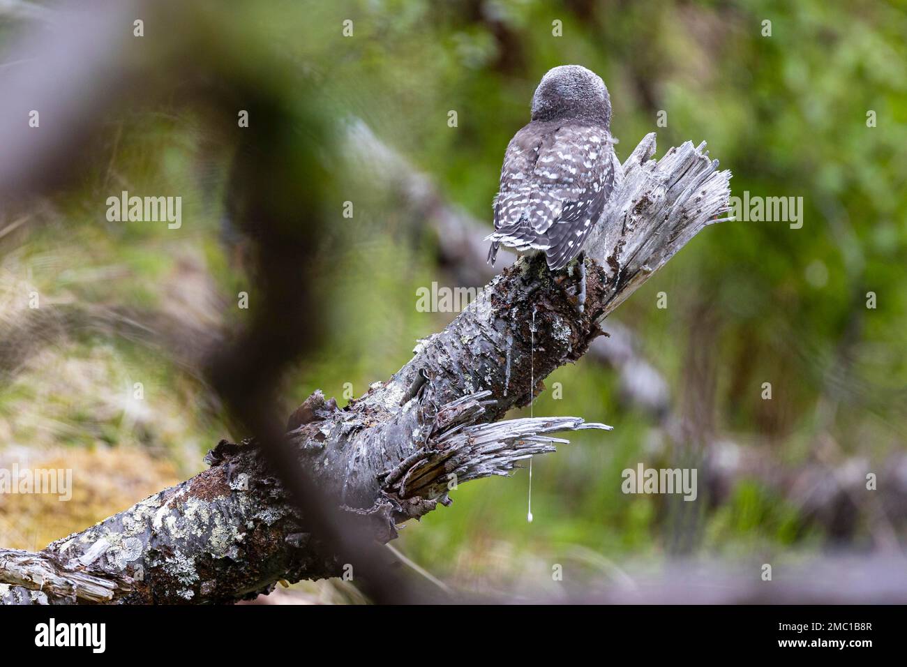 Northern hawk owl (Surnia ulula), branching while defecating, Varanger