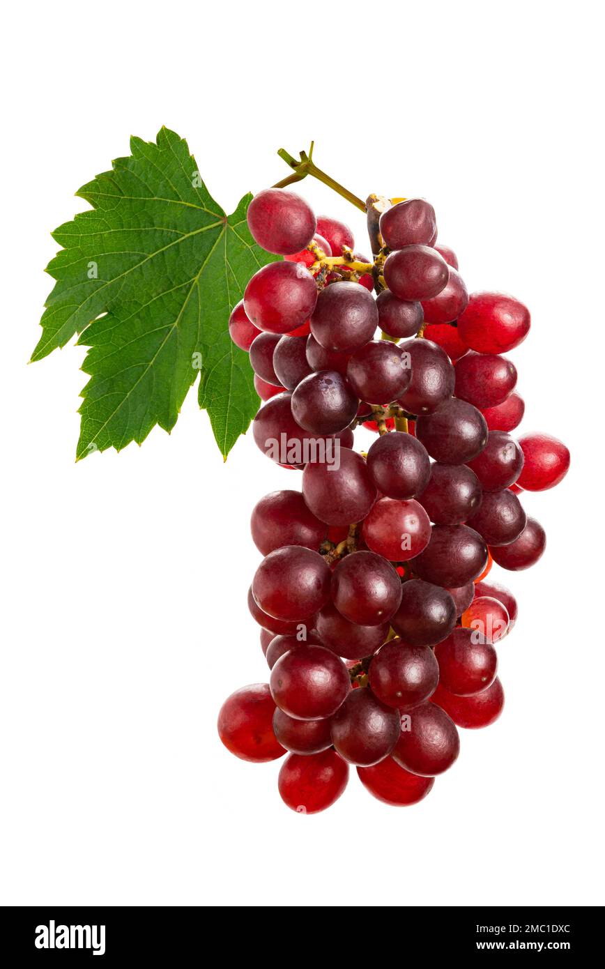 Bunch of ripe seedless red grapes with leaf isolated on white