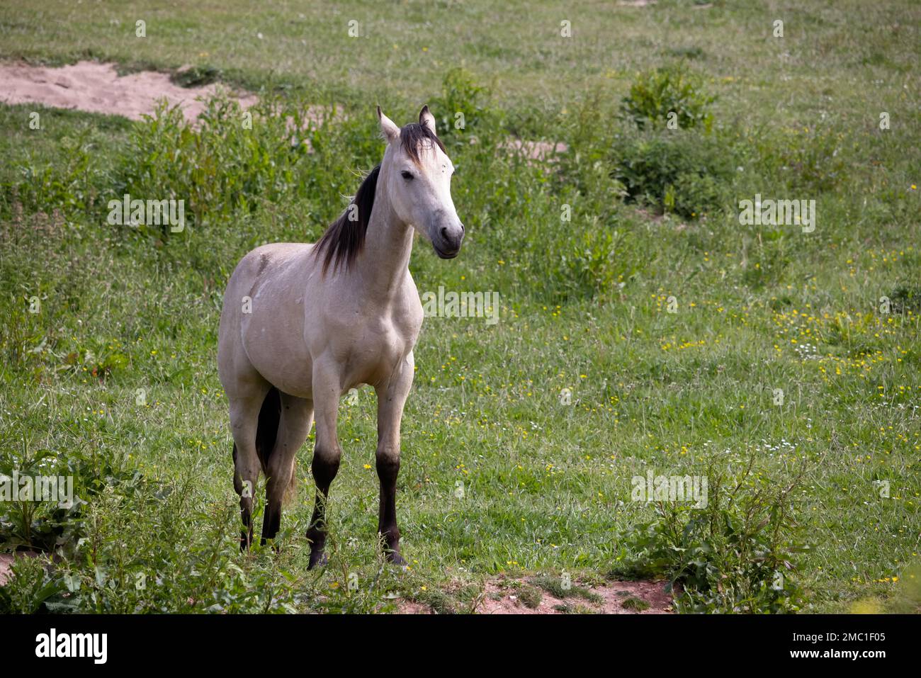 Pale horse standing in field at Outer Hope in Devon Stock Photo Alamy
