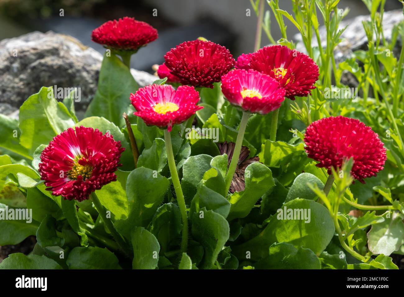 Seaside Daisy, Erigeron glaucus Ker Gawi, flowering in Thurlestone ...