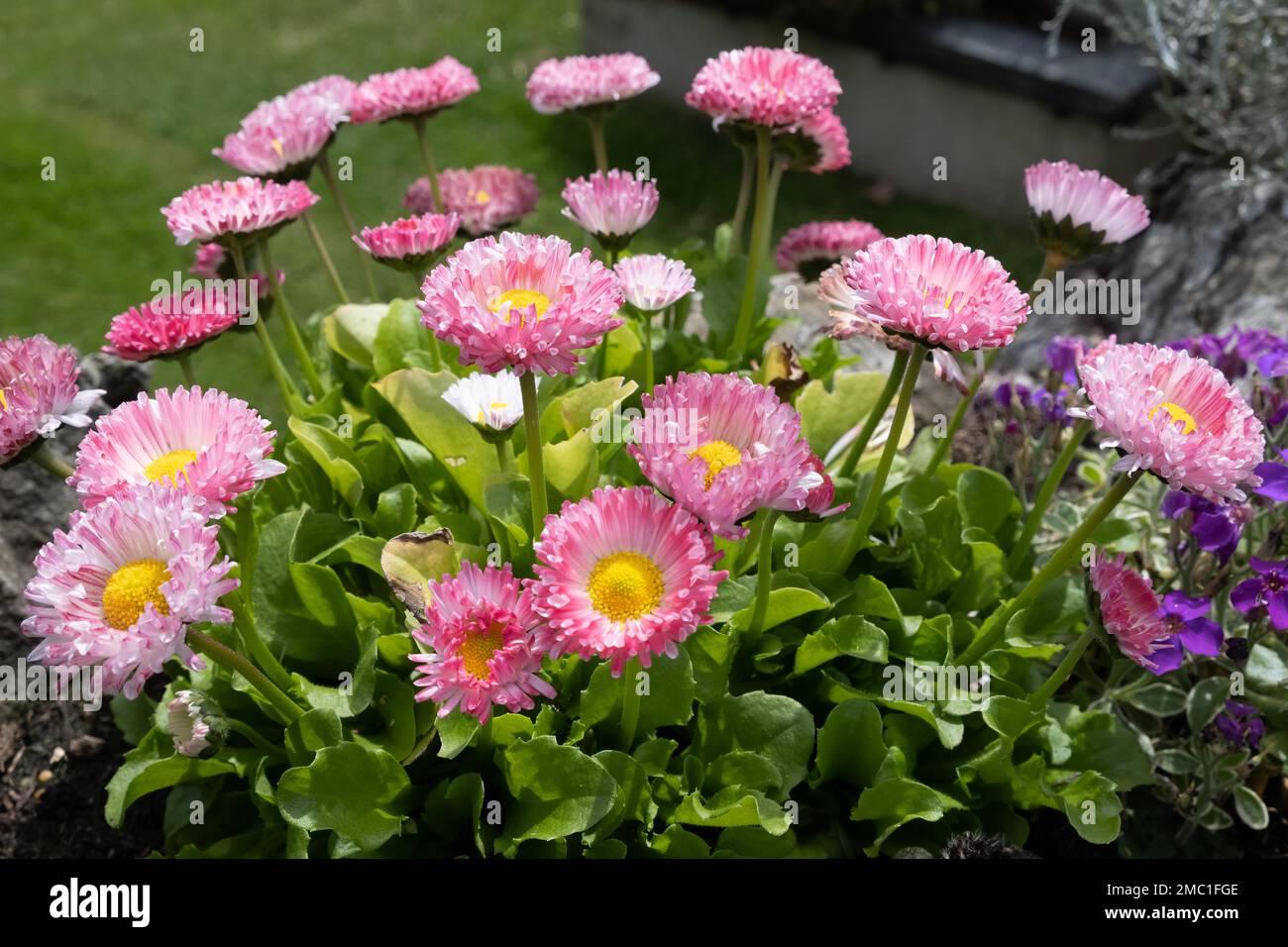 Seaside Daisy, Erigeron glaucus Ker Gawi, flowering in Thurlestone ...