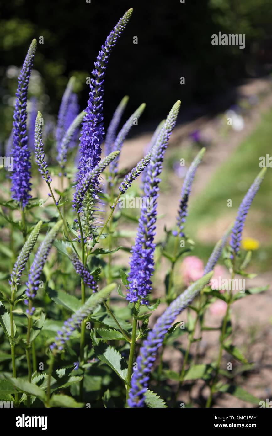 Spiked Speedwell flowering in a garden in East Grinstead Stock Photo