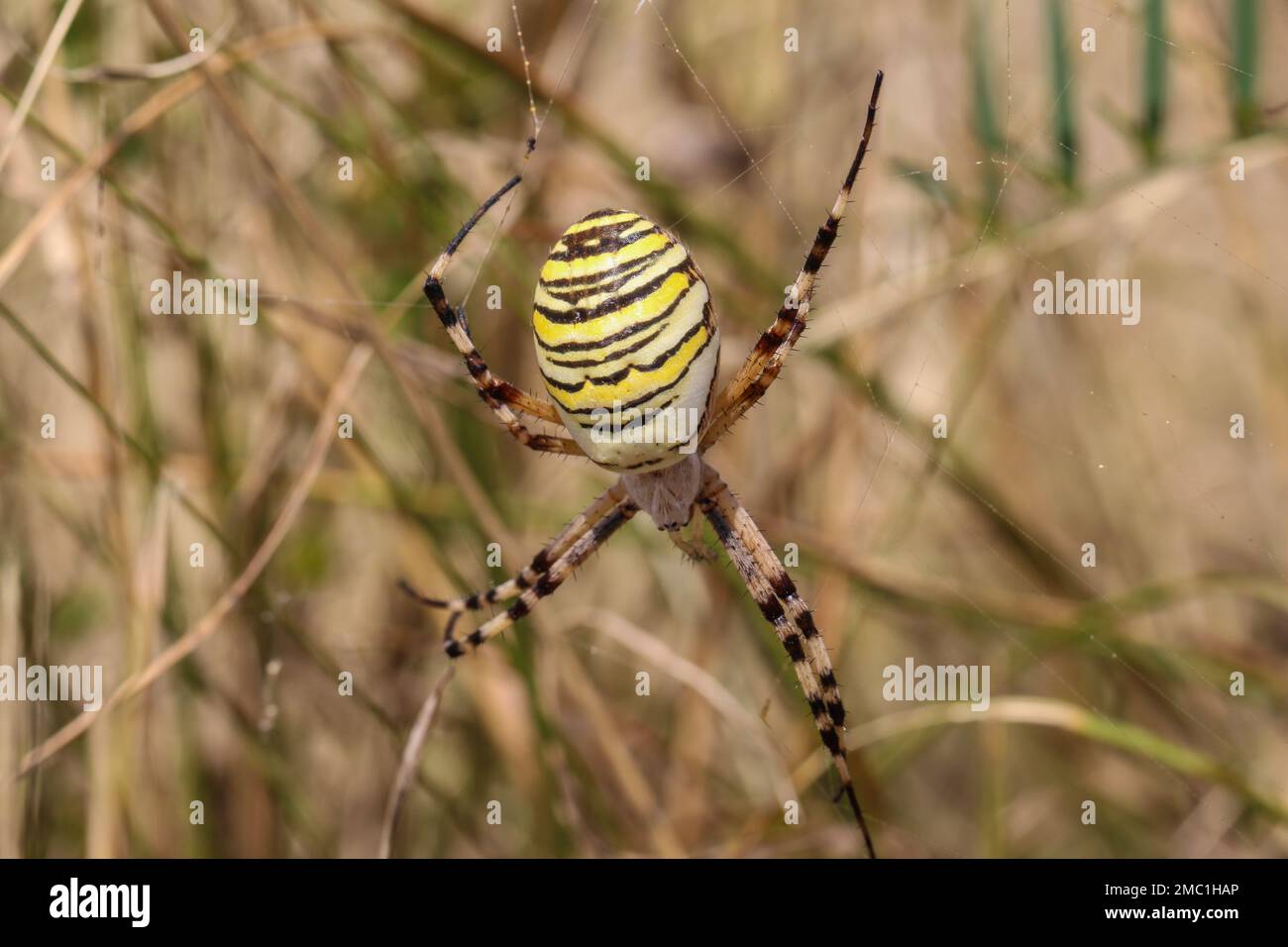 Single female of the wasp spider (latin name: Argiope bruennichi) in Montenegro Stock Photo