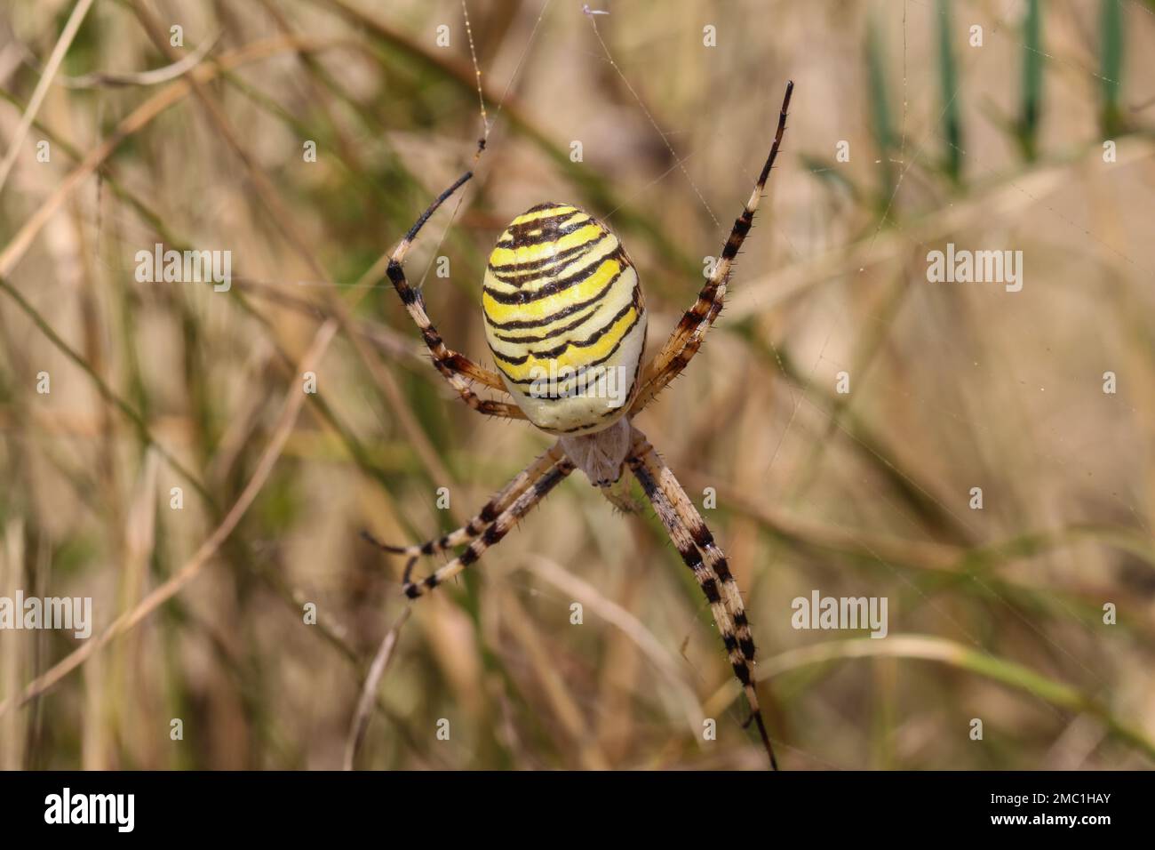 Single female of the wasp spider (latin name: Argiope bruennichi) in Montenegro Stock Photo