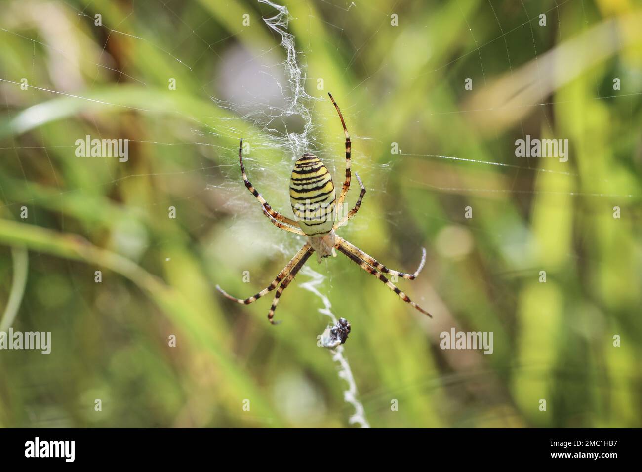 Single female of the wasp spider (latin name: Argiope bruennichi) in Montenegro Stock Photo