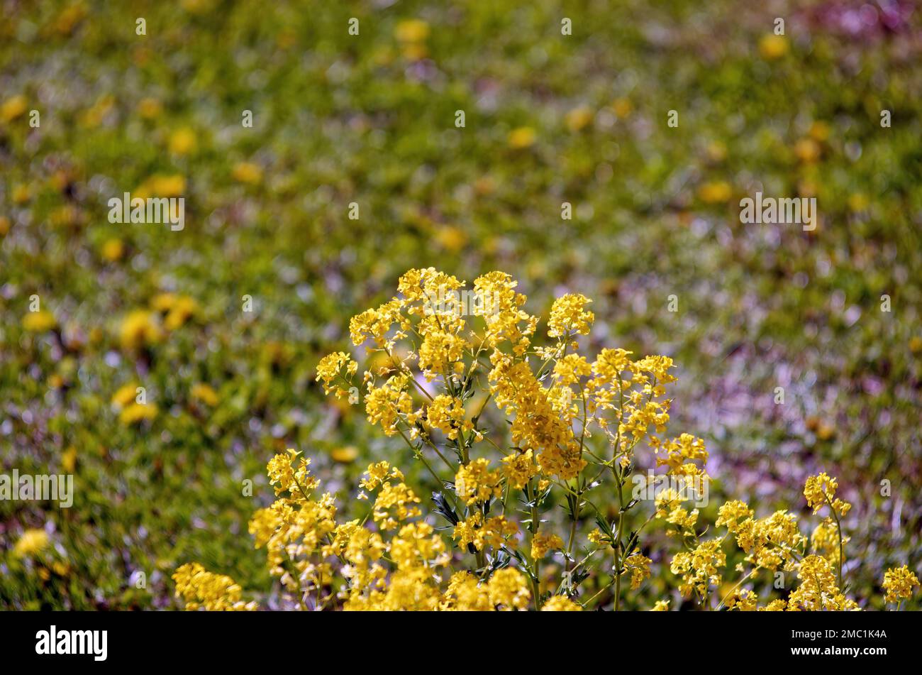 young leaves on bushes in the garden, in spring Stock Photo