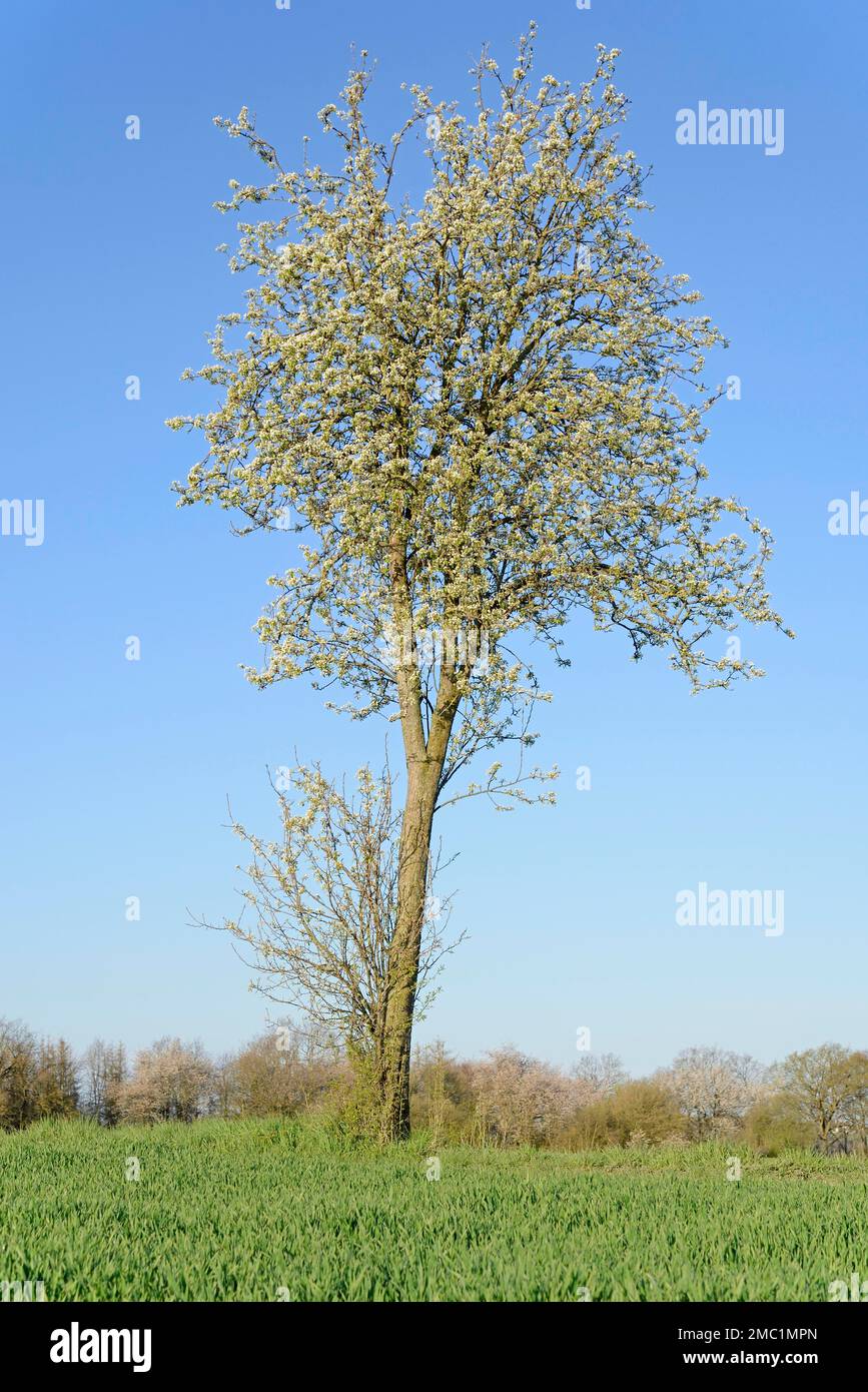 Pear (Pyrus), solitary tree in blossom, blue sky, North Rhine-Westphalia, Germany Stock Photo