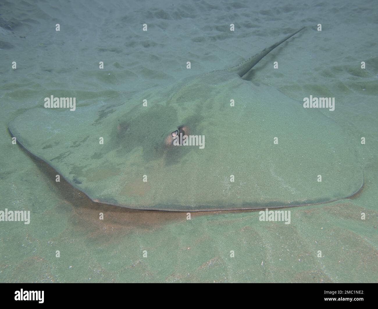 Dragon Stingray Trygon Jenkinsii Himantura Jenkinsi Stingray Dive 