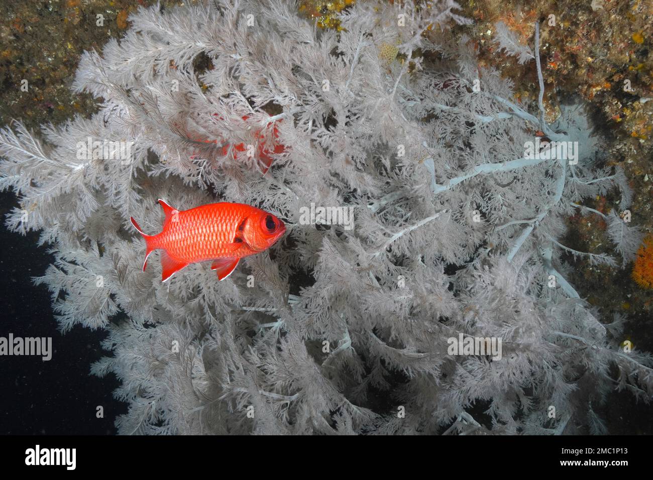 White fringed soldierfish (Myripristis murdian) in front of Christmas tree coral (Antipathes dendrochristos), bush coral, Aliwal Shoal dive site Stock Photo