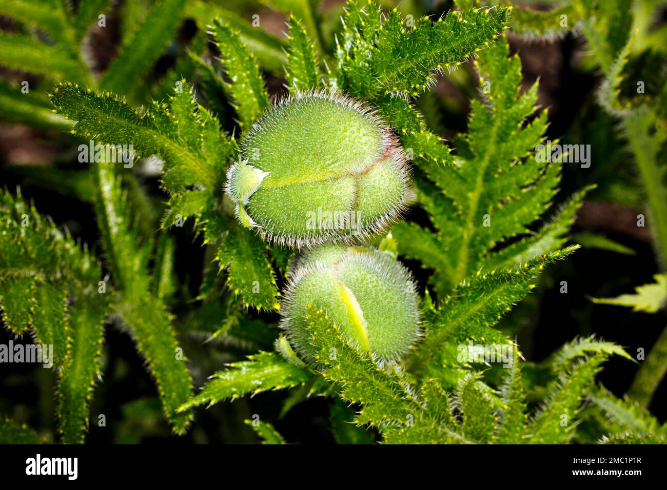 Two buds of an oriental poppy (Papaver orientale) Stock Photo