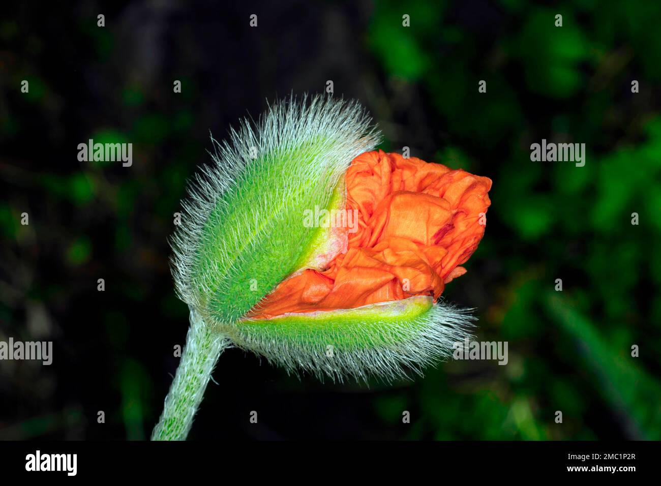 Blossoming bud of an oriental poppy (Papaver orientale) Stock Photo
