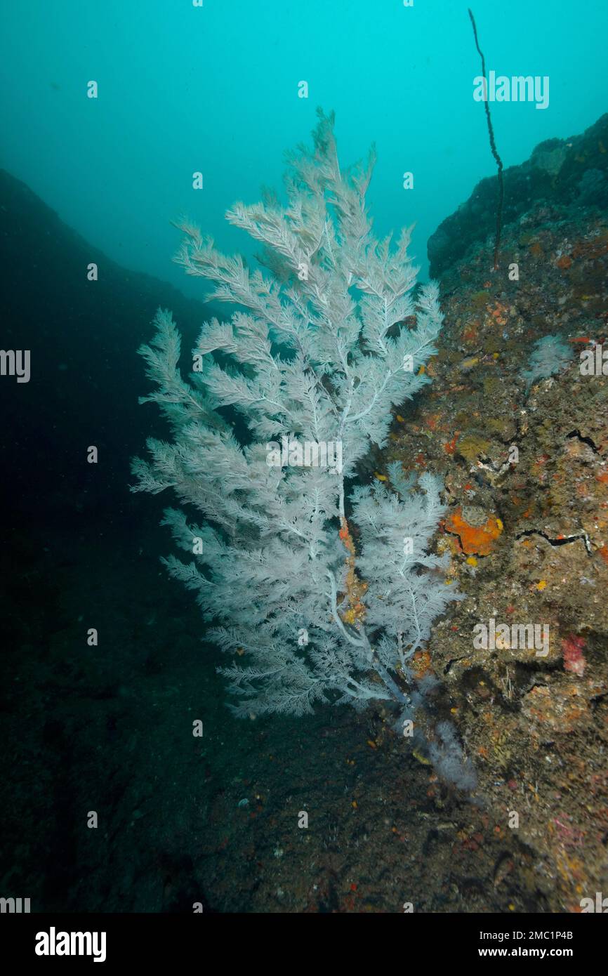 Christmas tree coral (Antipathes dendrochristos), bush coral, Aliwal Shoal dive site, Umkomaas