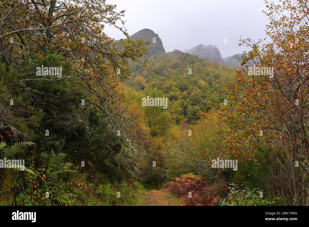 Native forest mass in the mountains of Serra do Courel, Galicia, Spain. Autumn landscape Stock Photo