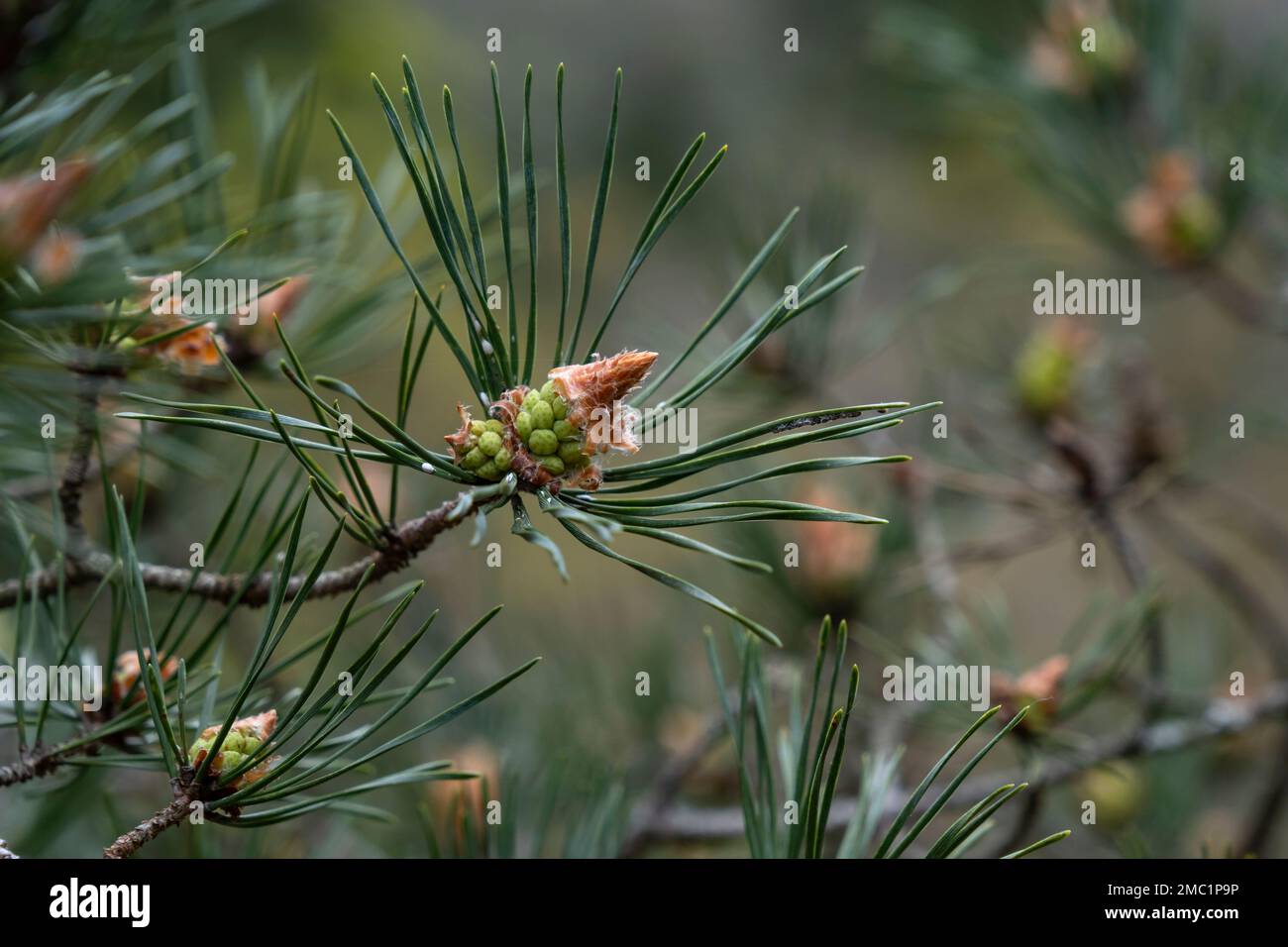 Scots pine (Pinus sylvestris) young seed cone Stock Photo