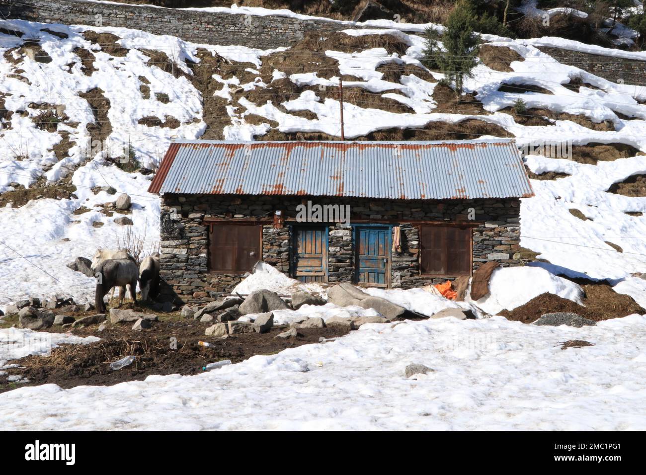 Vintage Home Covered With Snow, Wooden doors and stone hours, Horse, Manali, Himachal Pradesh Stock Photo