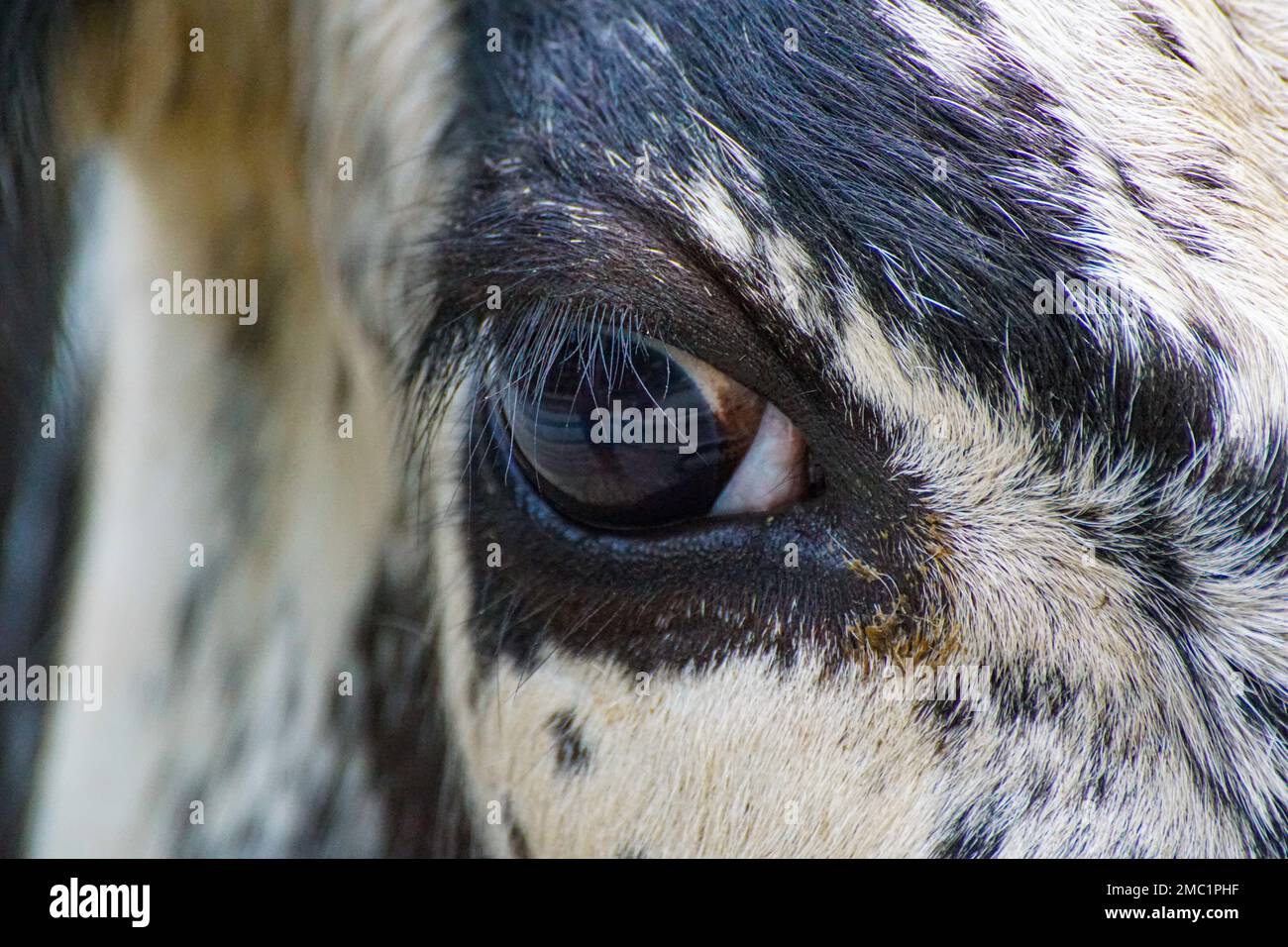A close up of a cows eye Stock Photo Alamy