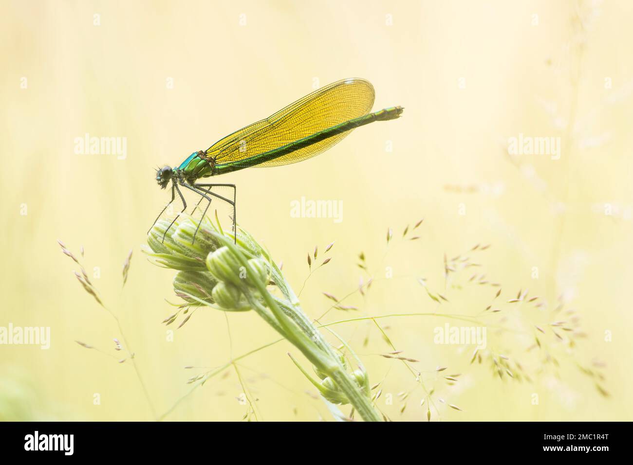 Banded demoiselle (calopteryx splendens), female on rough meadow-grass (Poa trivialis), Hesse, Germany Stock Photo