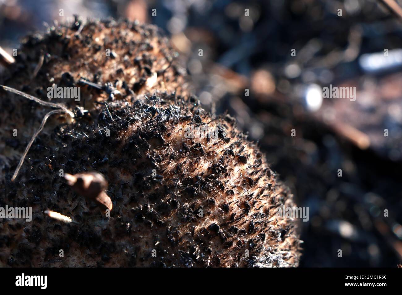 Burned plants in a wildfire, Andhra Pradesh, India Stock Photo Alamy