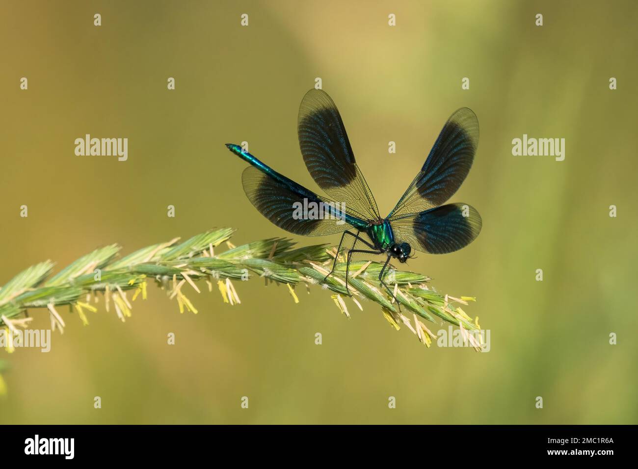 Banded demoiselle (calopteryx splendens), male on rough meadow-grass (Poa trivialis), Hesse, Germany Stock Photo