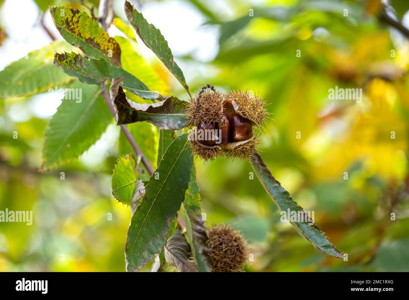 Sweet chestnut tree (Castanea Sativa)bur with fruits, sharp spiny cupules seed capsules Stock Photo