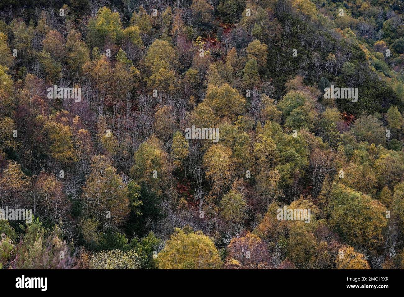 European white birch (Betula pubescens) stand of trees with autumnal golden foliage Stock Photo