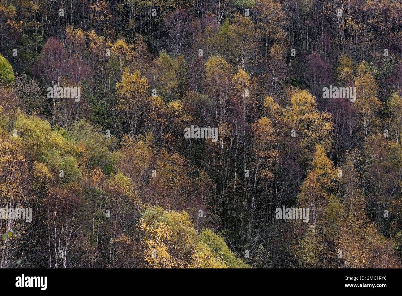 European white birch (Betula pubescens) stand with autumnal golden foliage Stock Photo