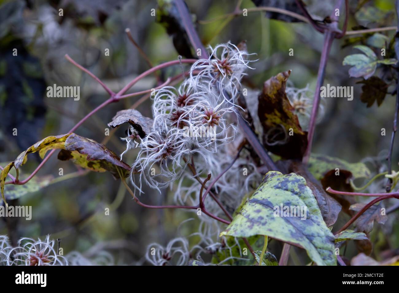 Old man's beard (Clematis vitalba) fruits with silky appendages Stock Photo