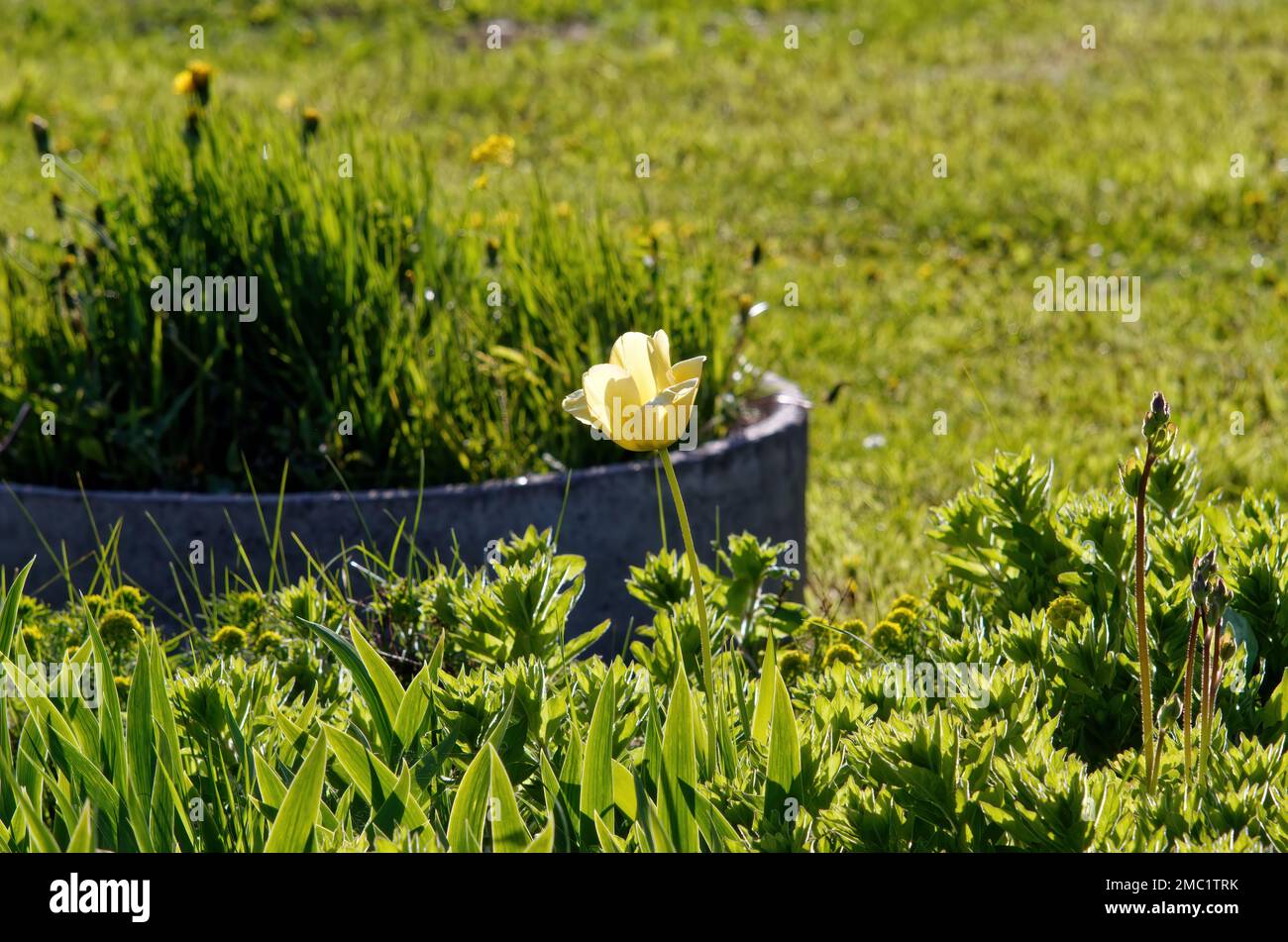 lonely yellow tulip in the garden, spring Stock Photo