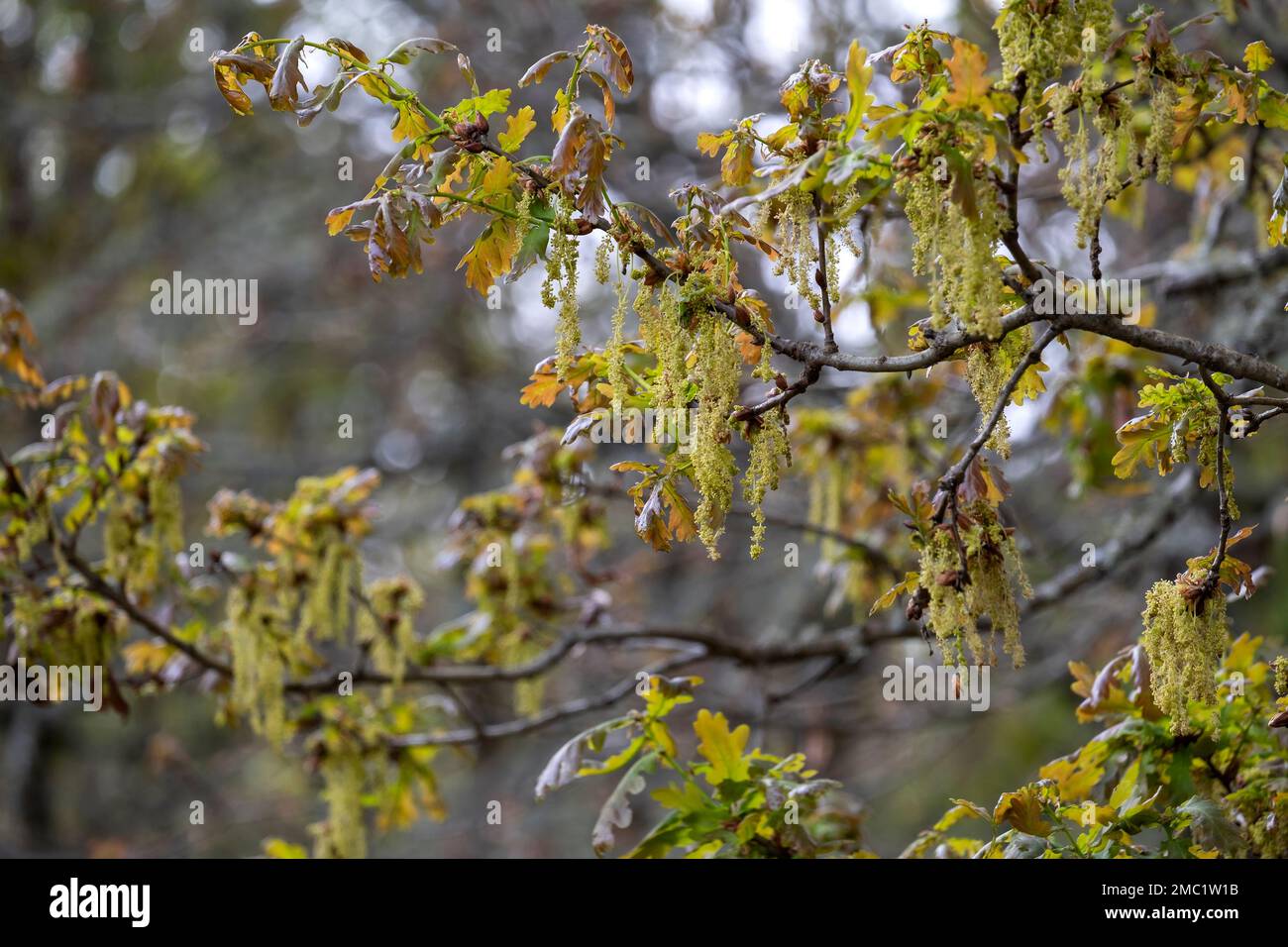 Sessile oak (Quercus petraea) new springtime foliage and male catkins ...