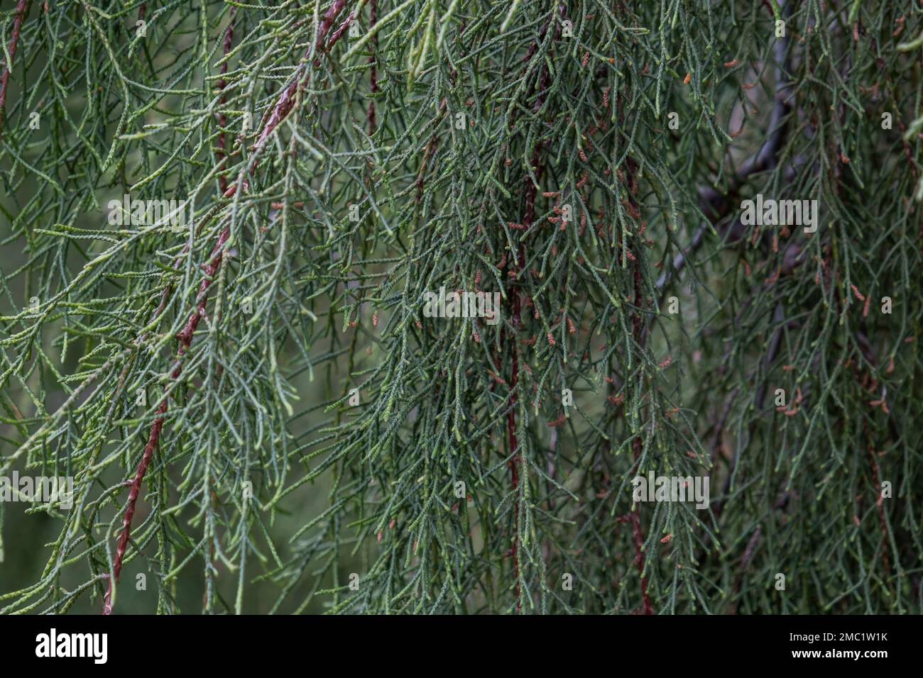 Bhutan cypress  (Cupressus cashmeriana) evergreen penduluos foliage with young seed cones Stock Photo