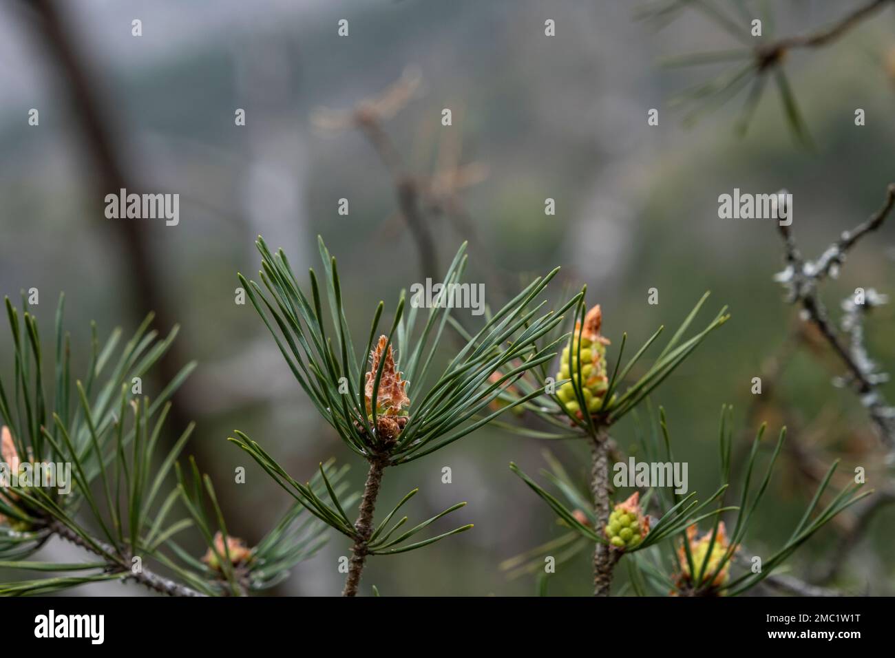 Scots pine (Pinus sylvestris) young seed cones and green leaves Stock Photo