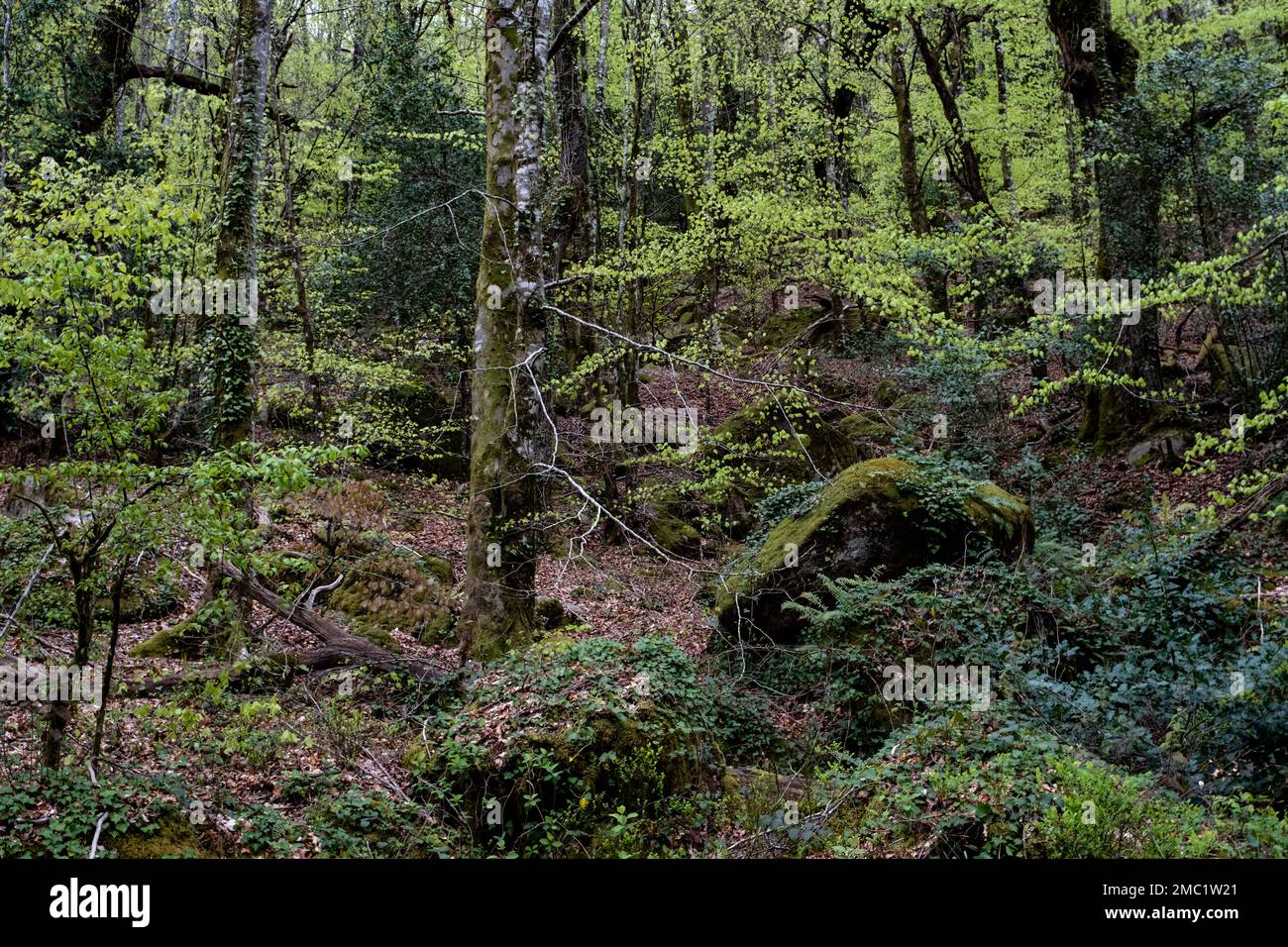 Different shades of green in springtime woodland Stock Photo - Alamy