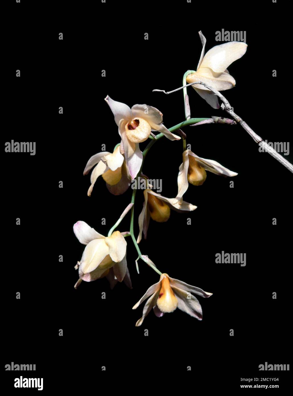 Orchid flower in Nilgiris, Tamil Nadu, India, Asia Stock Photo Alamy