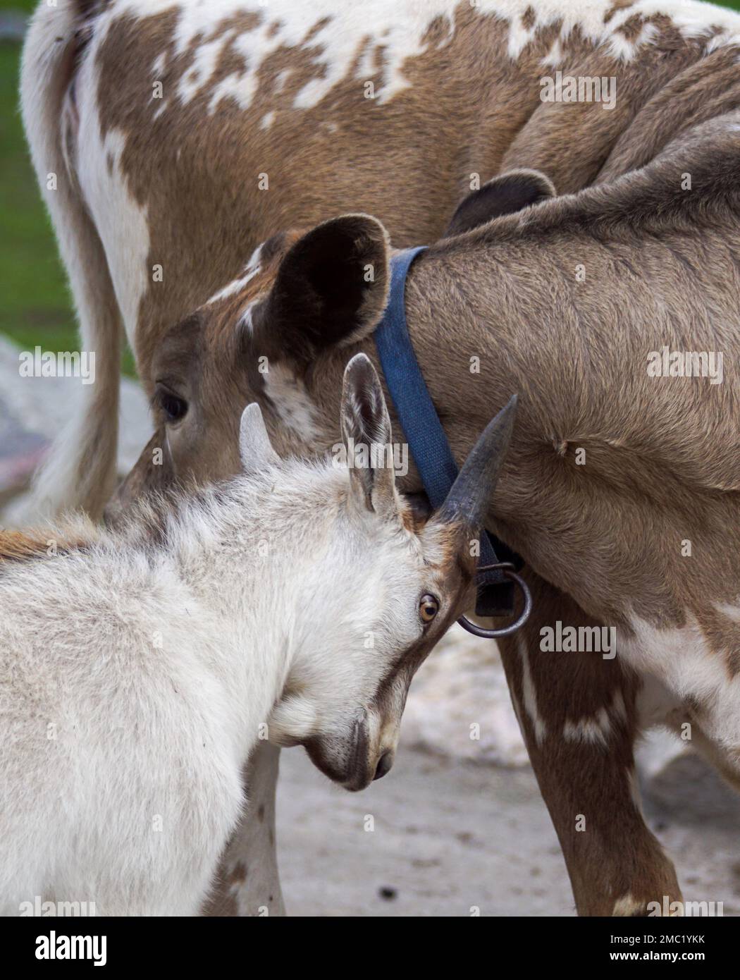 Close-up of goat and cow standing on field Stock Photo