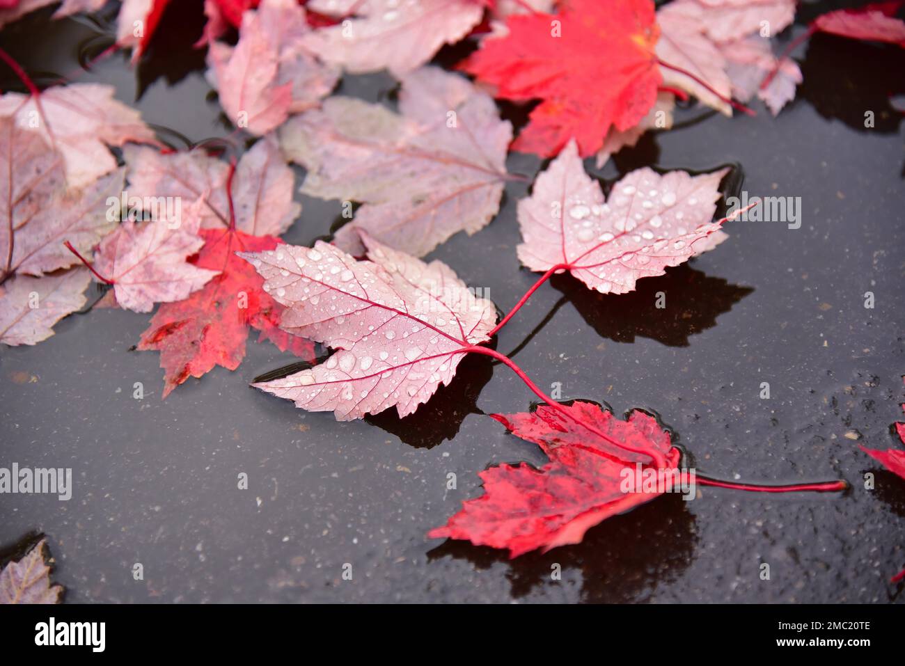 Foliage of a red maple lies on the wet road, Germany Stock Photo - Alamy