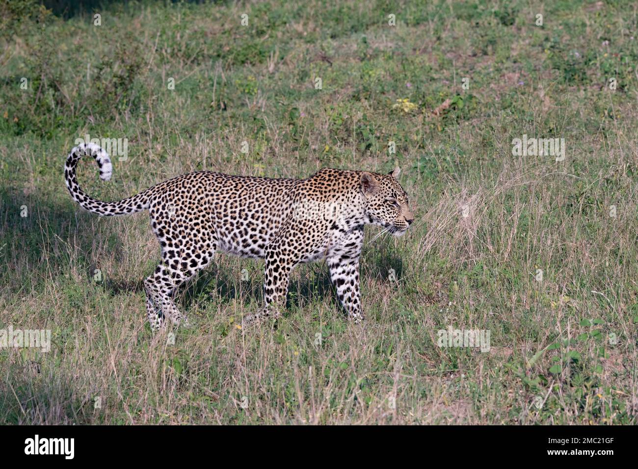 male leopard walking through the grass savannah in the Kruger National Park, South Africa Stock Photo