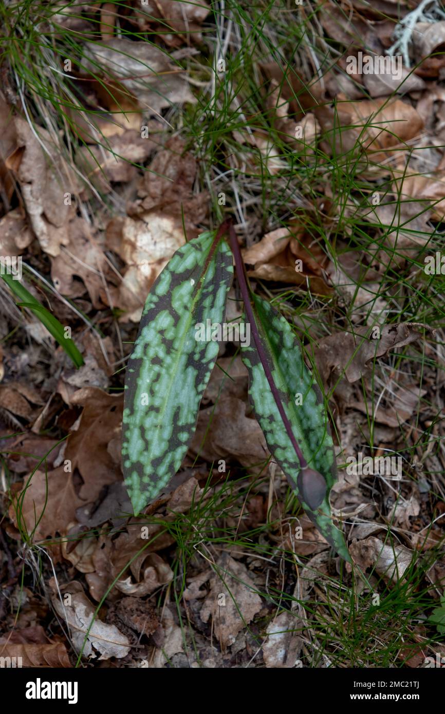 Dogtooth violet (Erythronium dens-canis) spotted leaves Stock Photo