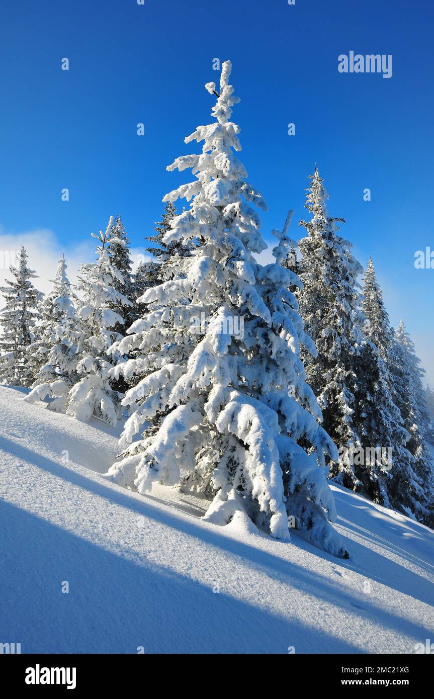 Trees in winter, Laber, Oberammergau, Upper Bavaria, Bavaria, Germany Stock Photo - Alamy
