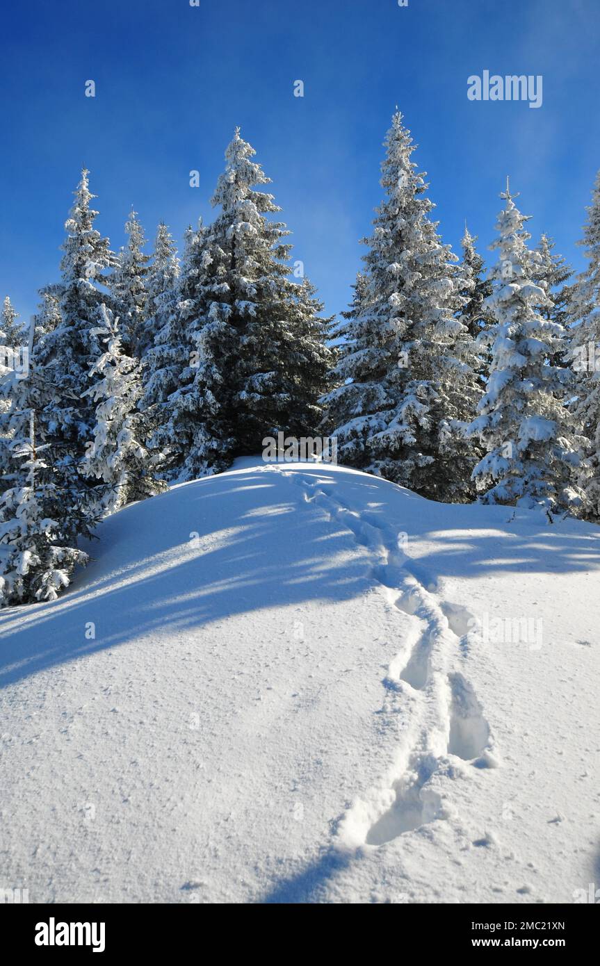 Germany Laber Mountain forest in winter, footprints in the snow, Laber, Oberammergau ...