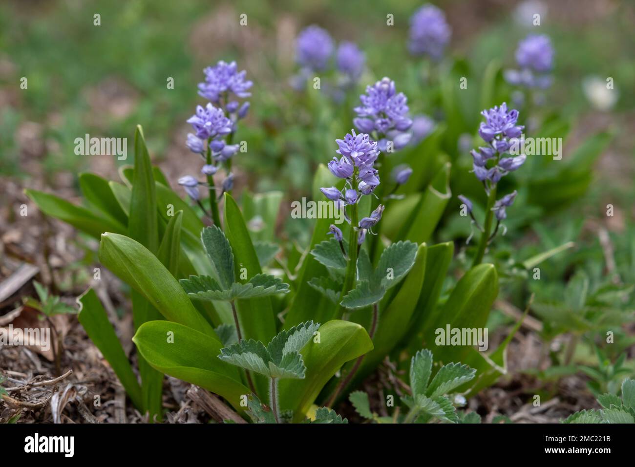 Pyrenean squill ( Scilla lilio-hyacinthus) purple flowers Stock Photo