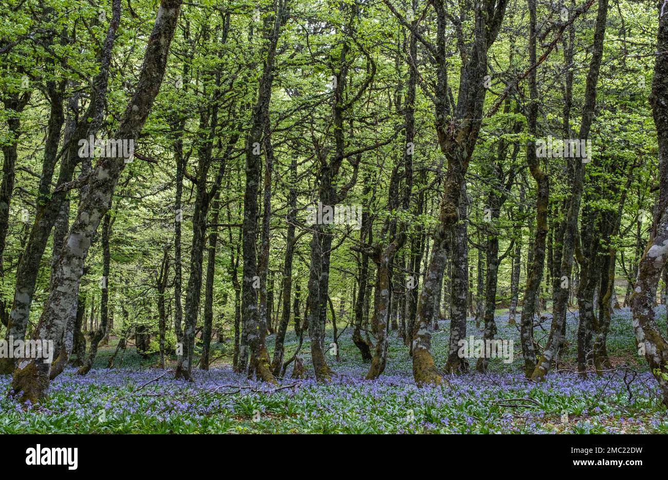 Wild purple flowers (Pyrenean squill) blooming in European beech (Fagus sylvatica) springtime forest Stock Photo