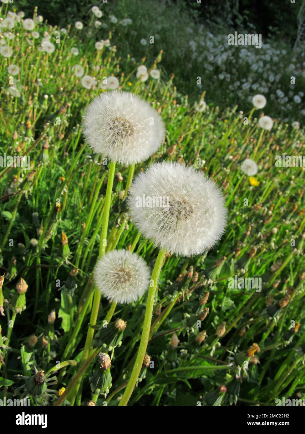 Common dandelion (Taraxacum sect. Ruderalia Stock Photo Alamy