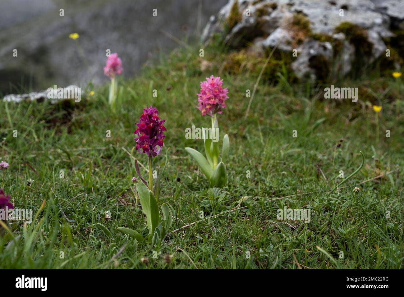 Elder-flowered orchid (Dactylorhiza sambucina) deep pink flowers blooming in spring Stock Photo