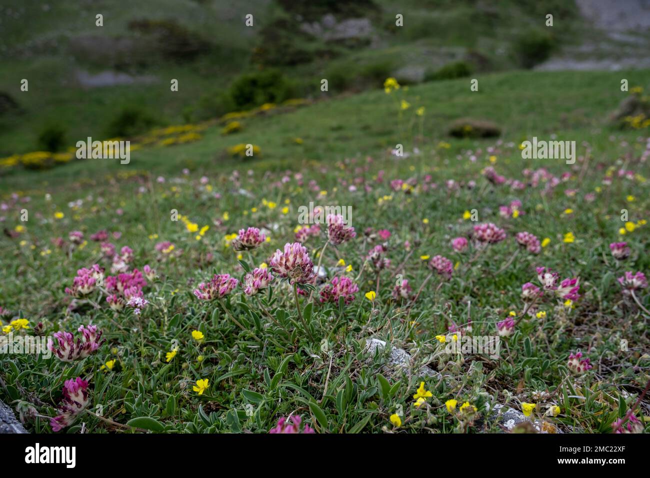 Kidney vetch or woundwort pink wild flowers blooming in spring Stock Photo