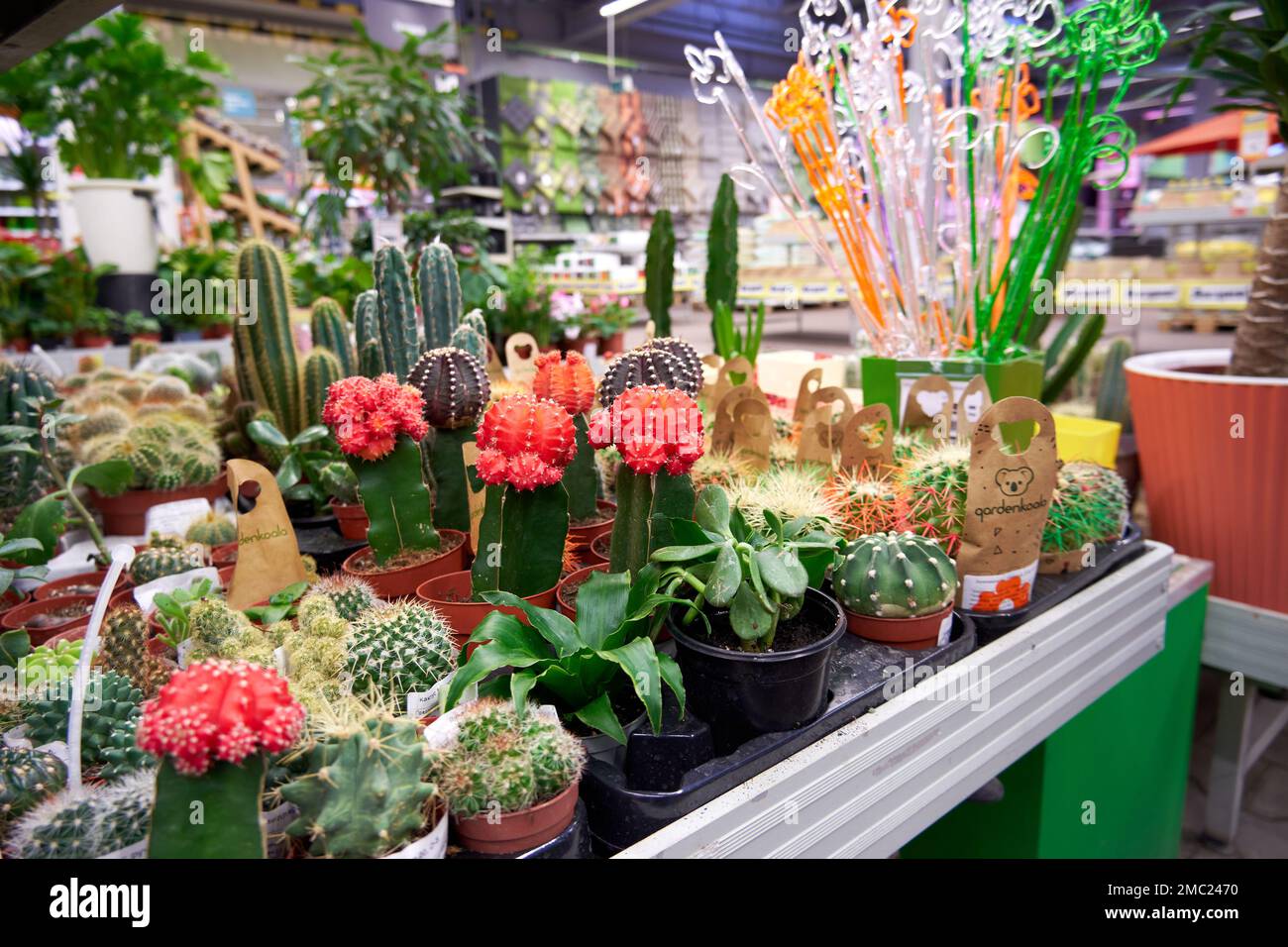 A variety of indoor cacti and succulents on display in a flower shop. Selective focus Stock