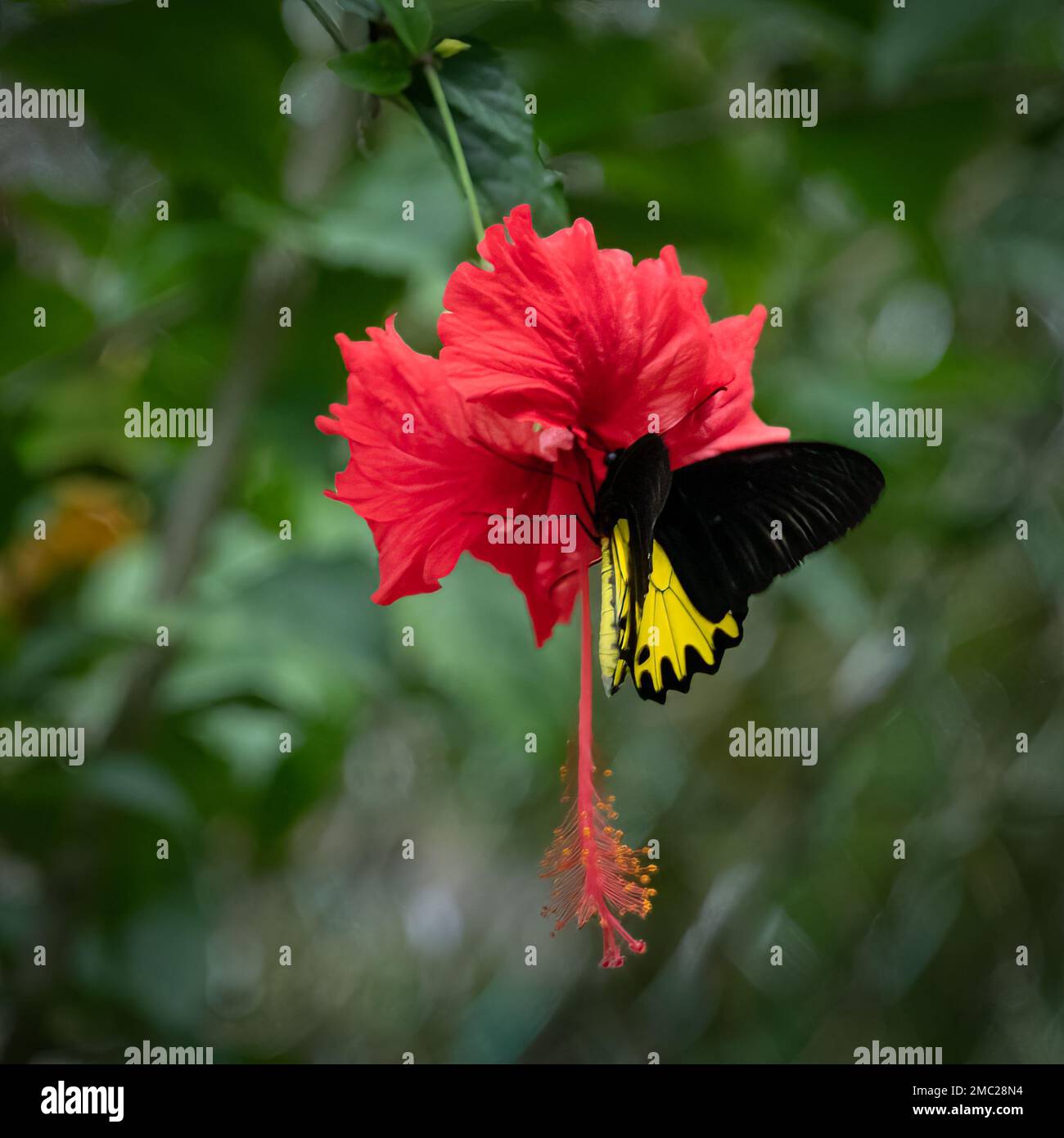 Malayan Birdwing Butterfly (Triodes amphysus) on Hibiscus Stock Photo