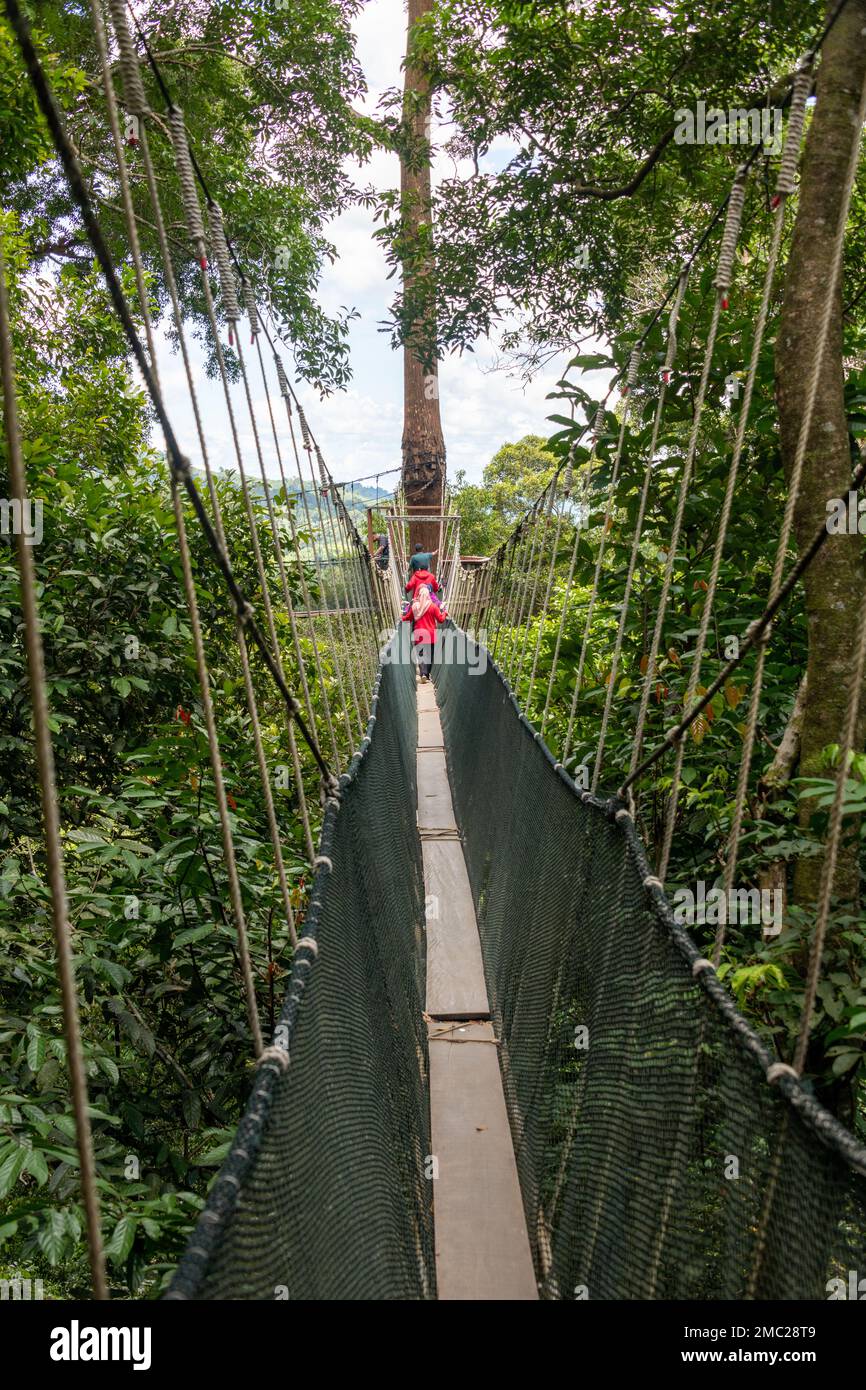 Suspended Walkway in Borneo Forest Stock Photo