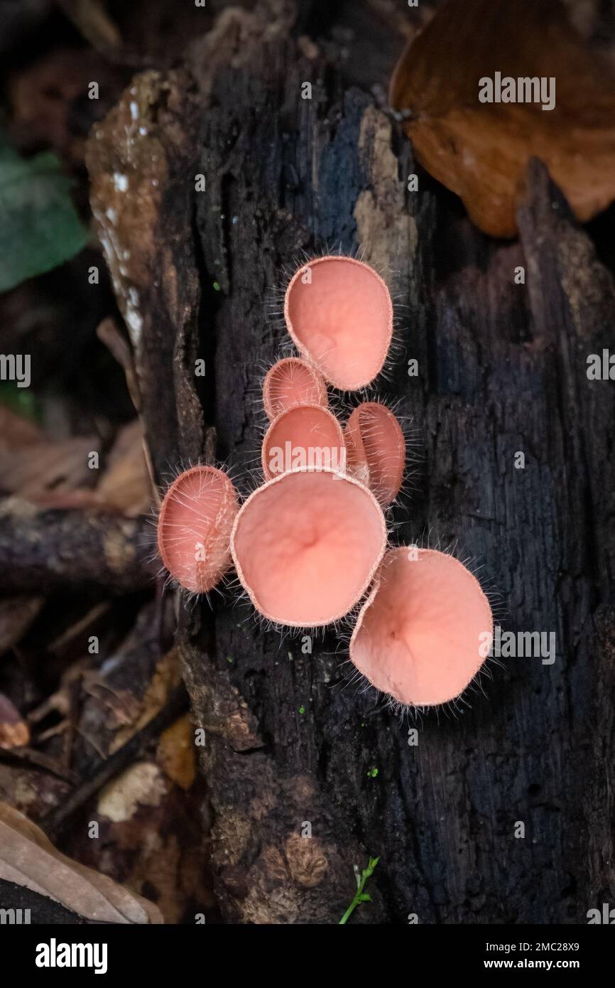 Cup Fungus on Tree, Borneo Stock Photo