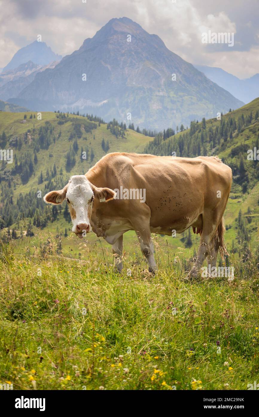 Brown Cow on Meadow in Austria. Bos Taurus in Alpine Nature with Mountains in Flachau during Summer Day. Stock Photo